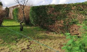 Rabattage d'une haie de tuha